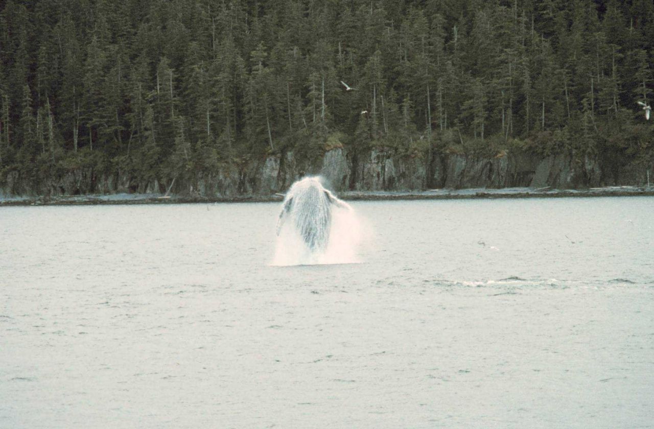 Humpback - Megaptera novaeangliae - breaching. Photo