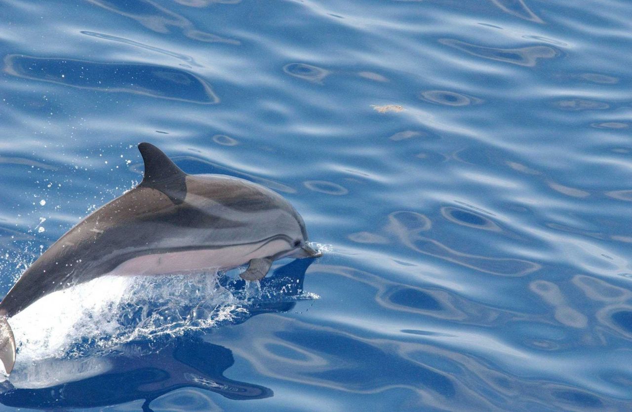 Striped dolphin Photo
