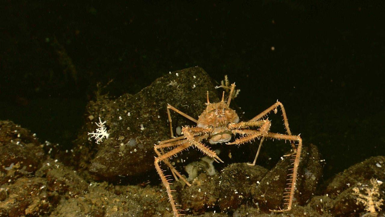Orange crab - Lithodes longispina Photo