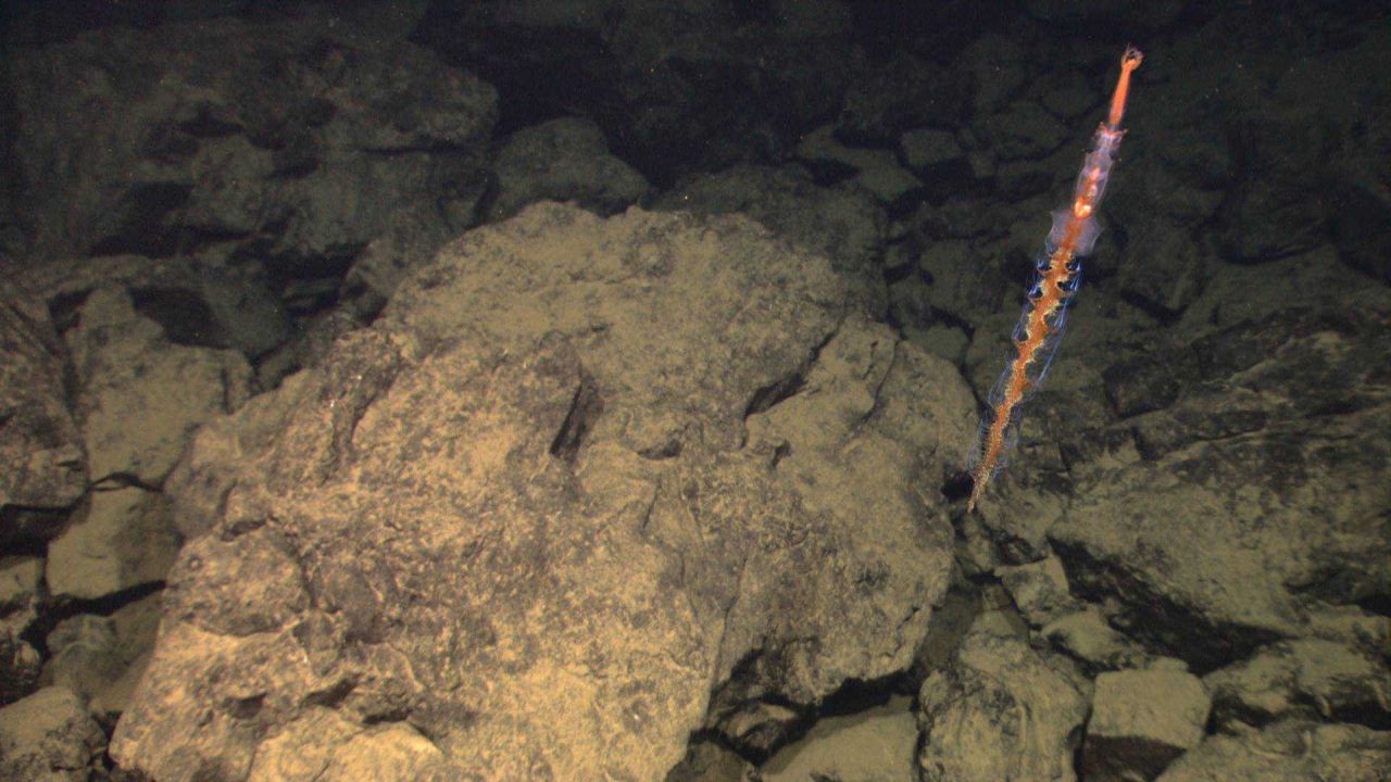 Multi-colored squid that appears to fluoresce. Photo
