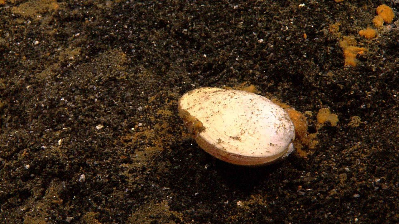 Clams were sparsely scattered over the sediment near the vent fields of Kawio Barat. Photo