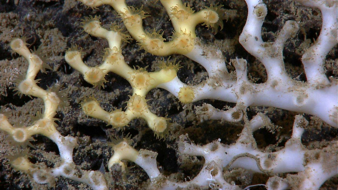Live yellow lophelia pertusa with polyps extended while white dead skeleton is to right Photo