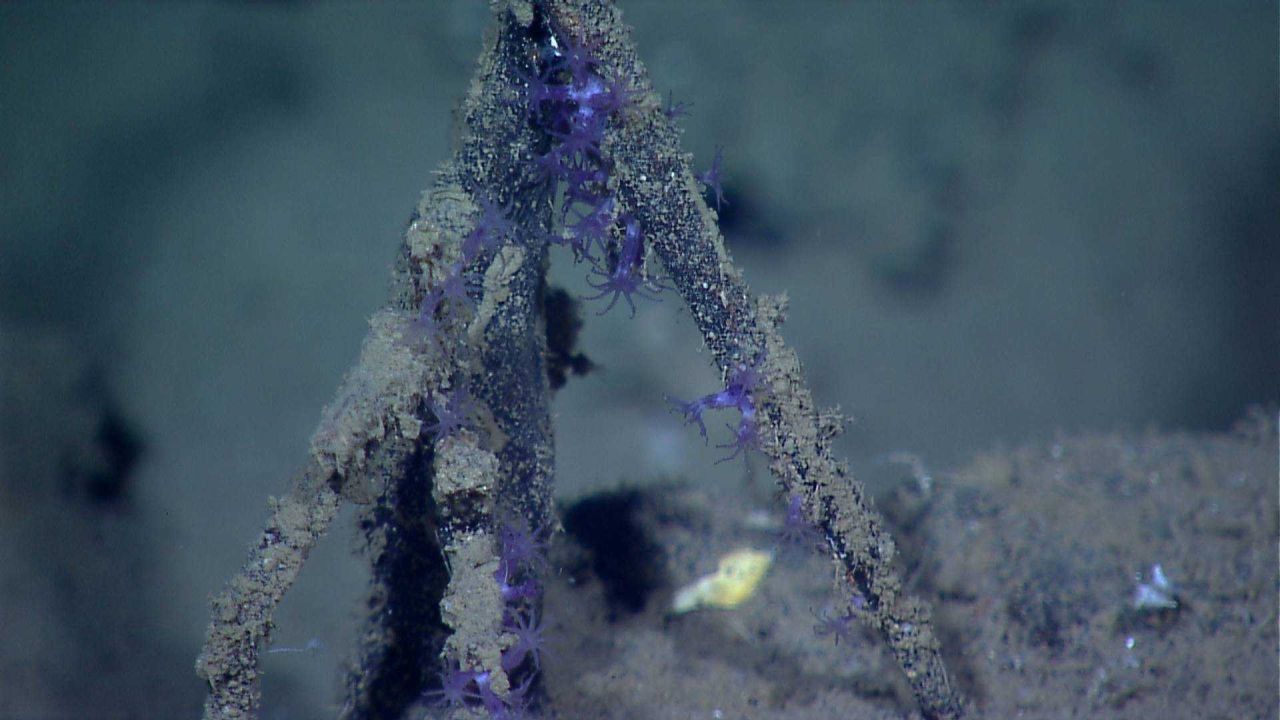 Base of dead? coral with purple hydroids. Photo