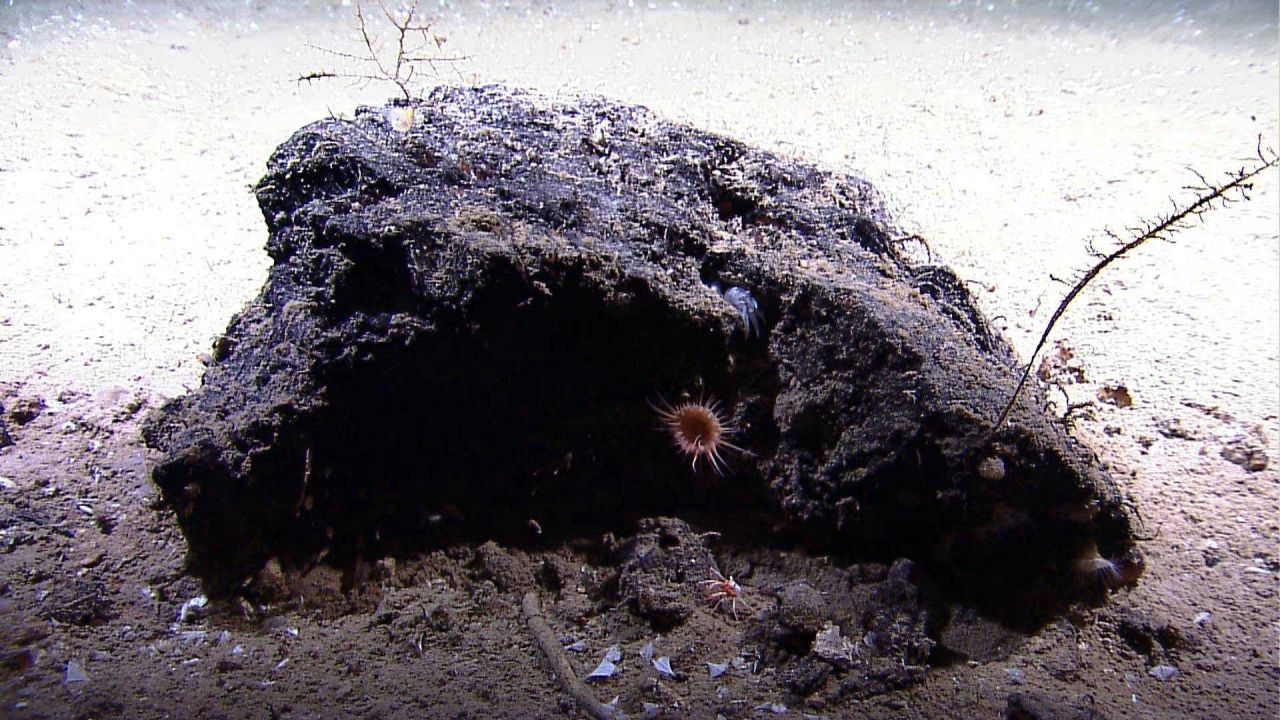 An isolated rock providing habitat for a large orange anemone, a squat lobster, small coral bushes, and other life forms Photo