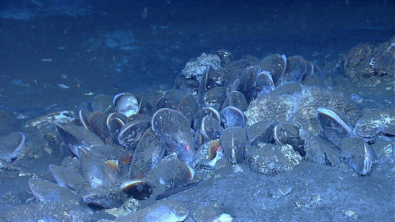 Closeup of a group of bathymodiolus mussels at a cold seep site Photo