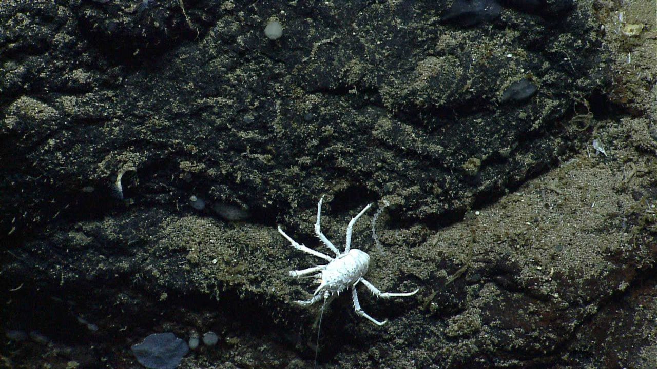 White squat lobster Photo