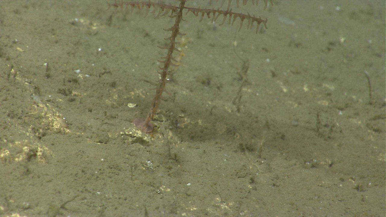 Deep sea coral Photo