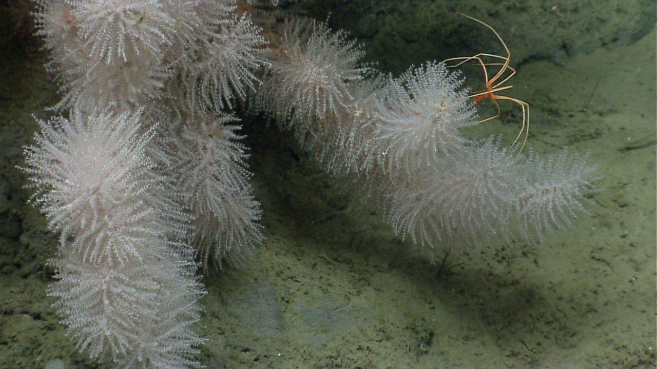 Deep sea coral. Photo
