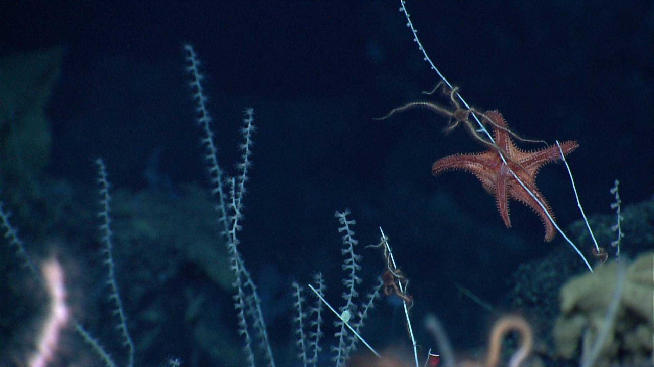 Sea star. Photo
