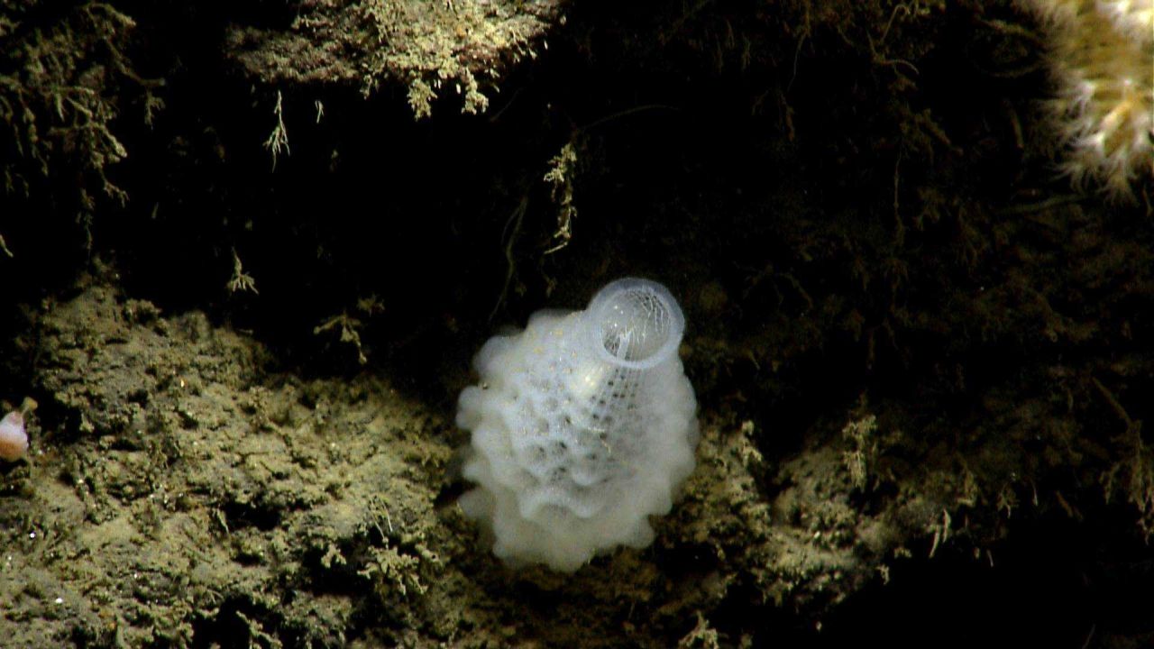 Deep sea sponge. Photo