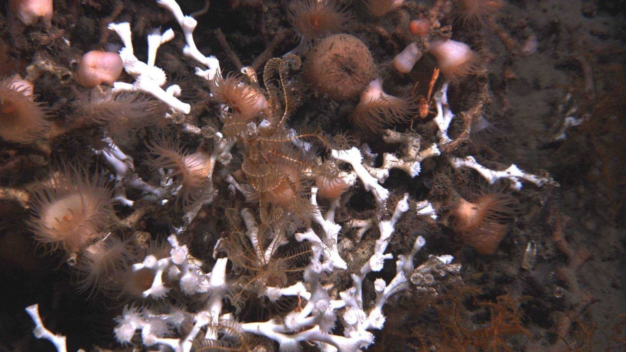 Lophelia pertusa coral, brown and orange anemones, and brown and orange feather star crinoids Photo