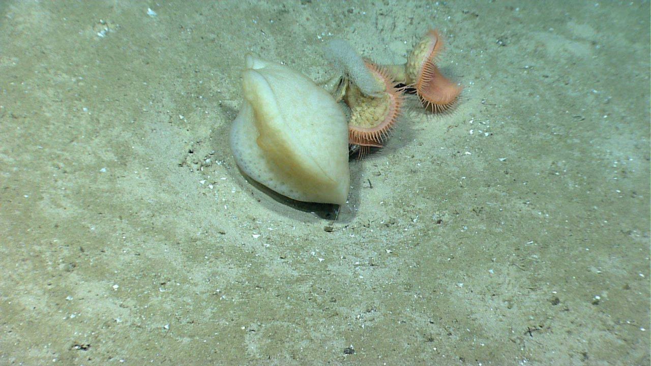 Large white sponge with two orange venus flytrap anemones. Photo