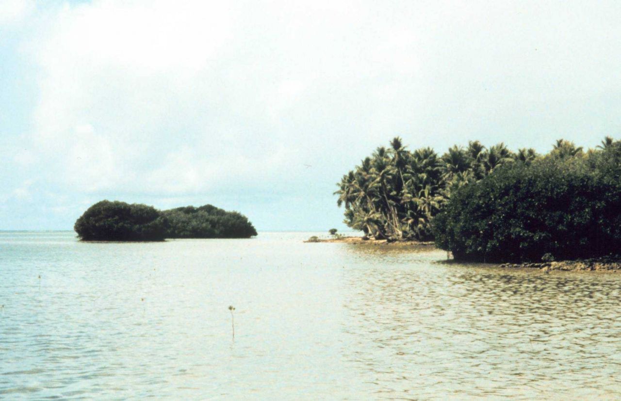 Mangroves and palm trees on coral rock shoreline Photo