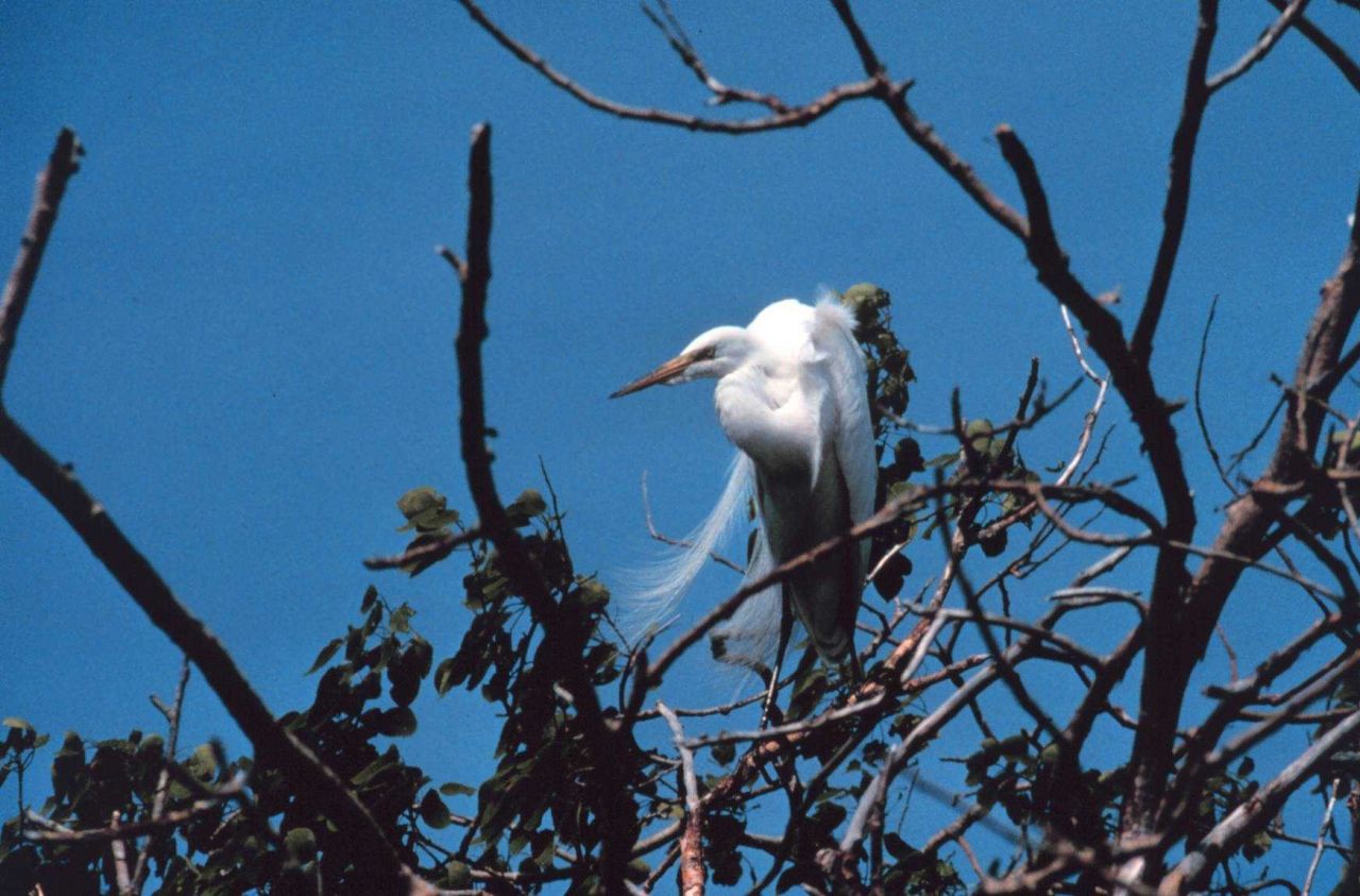 Narragansett Bay National Estuarine Research Reserve Great egret - Casmerodius albus Photo