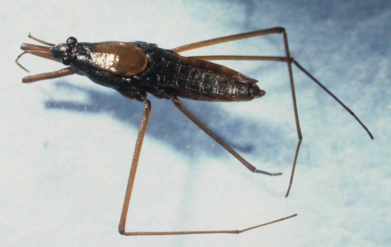 Water strider (Gerridae). Photo