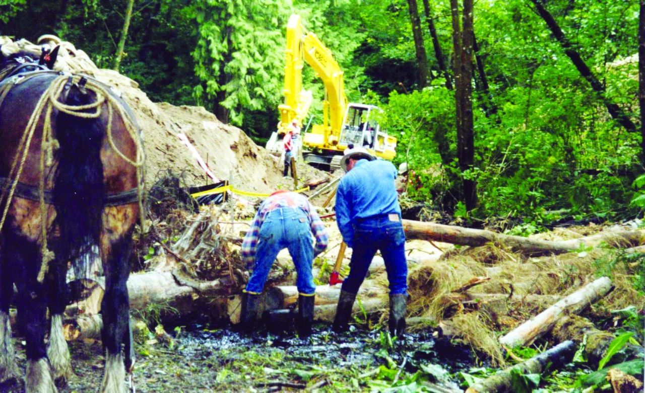 Men and draft horses place woody debris in the stream. Photo