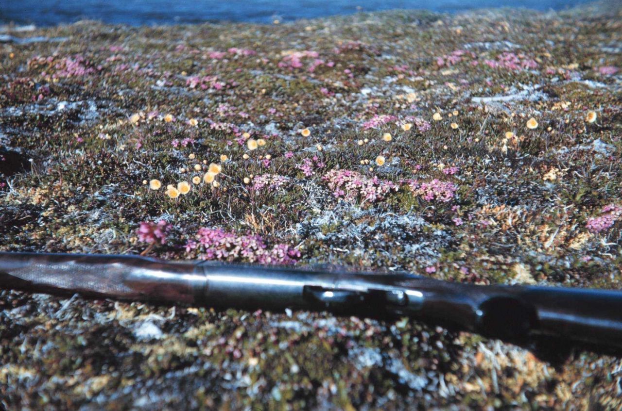 Arctic wildflowers - rifle for scale Photo