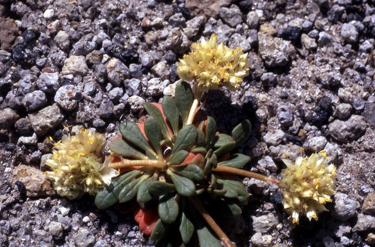 Pussypaws (Spraguea umbellata var. caudicifera) Photo