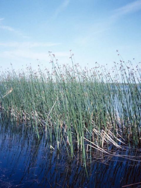 Emergent vegetation - bulrush Picture