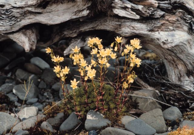 Spotted Saxifrage Picture