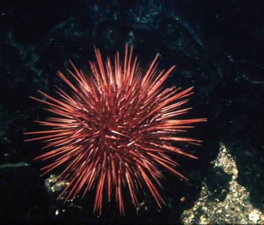 Red Sea Urchin Picture