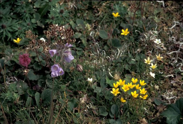 Hall Island wildflowers -Bog Saxifrage, Jacob's ladder, Lousewort Picture