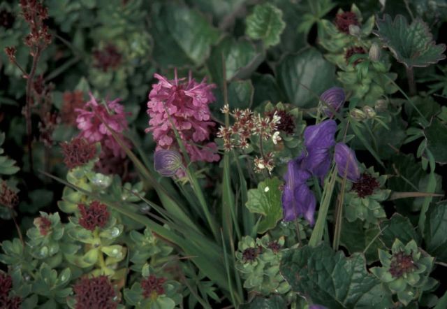 Hall Island wildflowers, Monkshood, Rose sedum Picture