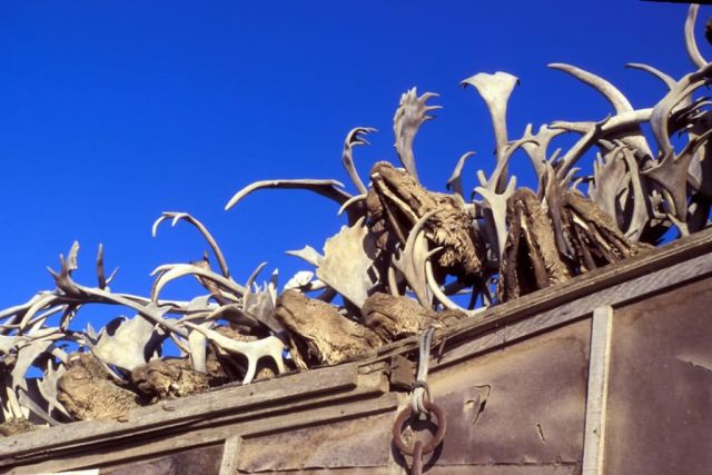 Kotzebue Caribou Antlers on Rooftop Picture