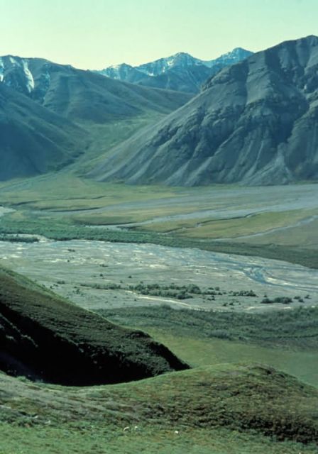 Dall Sheep and Sheenjek River Picture