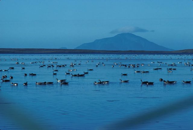 Izembek Lagoon and Amak Island Picture