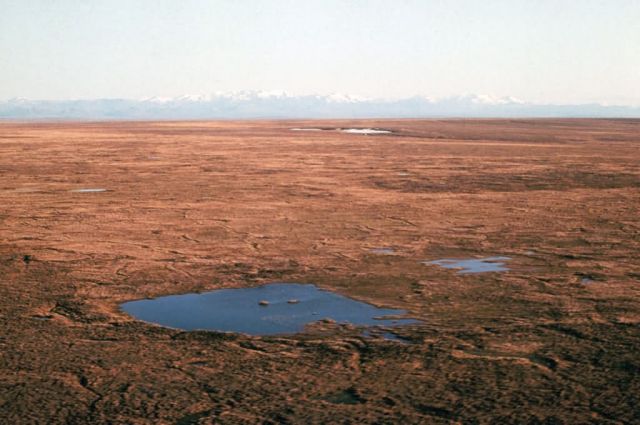 1002 Area: tundra looking south toward Brooks Range Picture