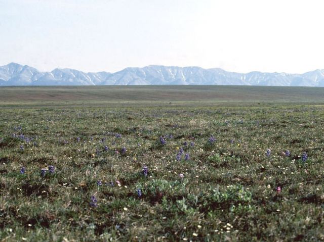 1002 Area: tundra in bloom Picture