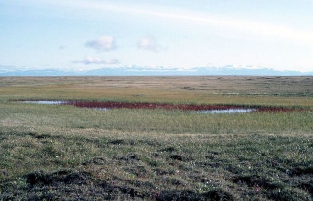 1002 Area: tundra Picture
