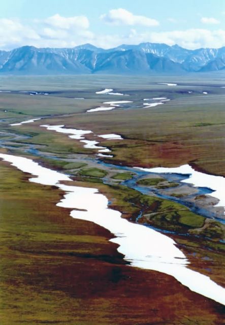 1002 Area: looking toward Brooks Range Picture