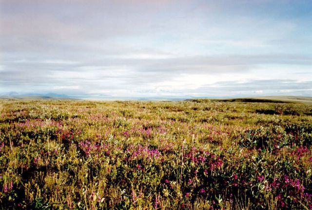 1002 Area: Tundra Picture