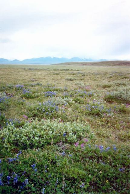 1002 Area: Tundra and mountains Picture