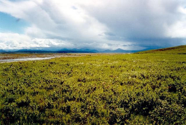 1002 Area: Tundra Picture