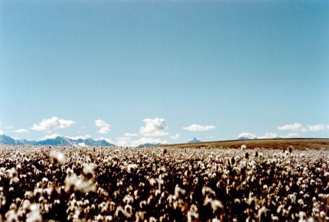 1002 Area: Cottongrass in bloom Picture