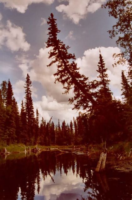 Channel to Oxbow Lake Picture