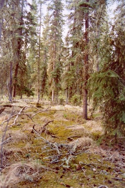 Boreal forest floor Picture