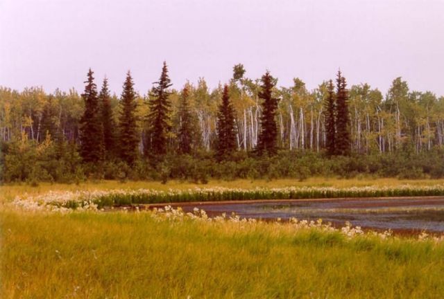 Late summer vegetation around a small lake Picture