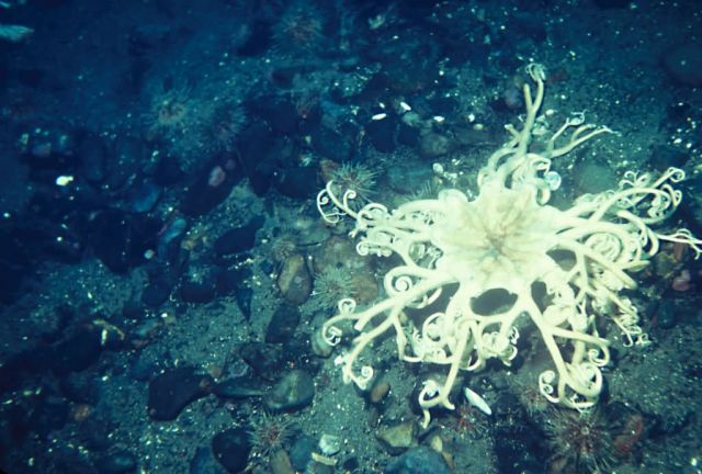 Basket Starfish Picture