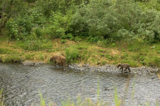 Brown Bear Sow and Cub at River's Edge Picture