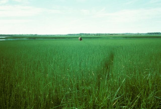 Yukon Flats Horsetail Flats Picture