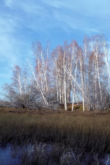 Yukon Flats Birch Trees Picture