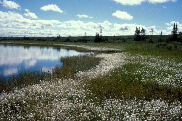 Cottongrass on Selawik Refuge Wetlands Picture
