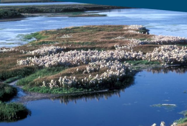 Cottongrass on Selawik River Picture