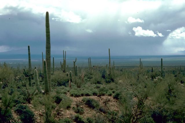 Saguaro Cactus Picture
