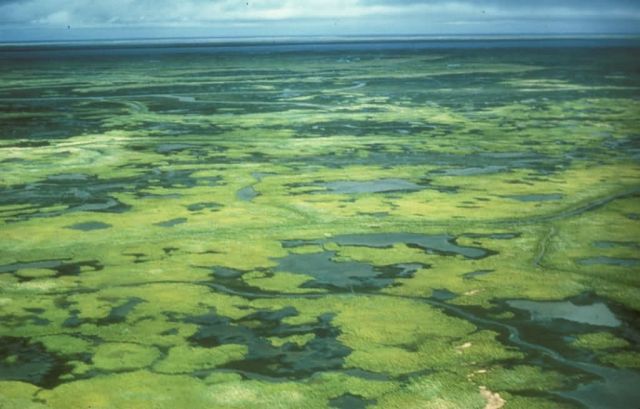 Yukon Delta Wetlands Picture