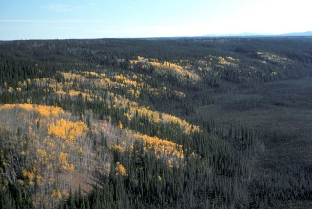 Burman Lake Area Picture